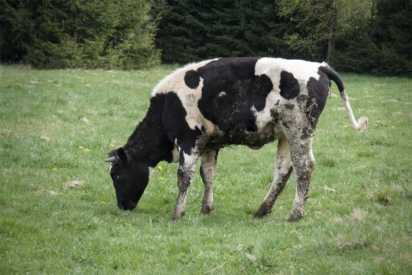 Cryptosporidiosis (crypto), which reduces productivity in livestock and can result in high mortality rates especially in calves, causes serious economic losses in the sector. This parasitic infection is typically caused by Cryptosporidium species and spreads rapidly through feces. In combating crypto, medication alone is not sufficient; effective cleaning, proper disinfection, and hygiene management are critically important.